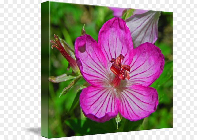 Crane's-bill Geraniums Annual Plant Mallows Melastoma PNG