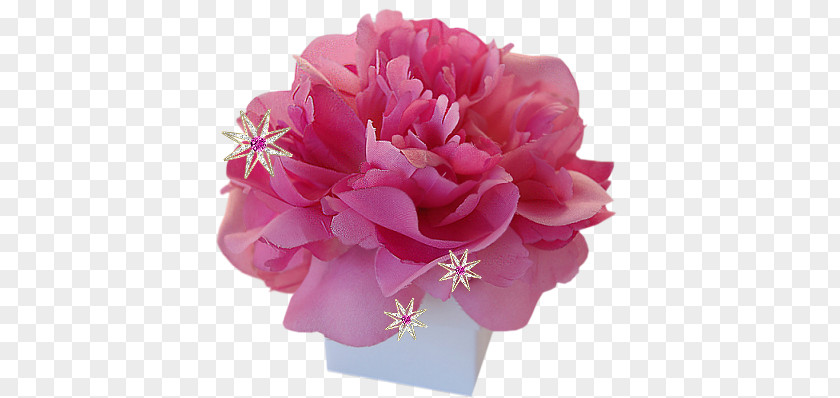 Flower Cabbage Rose Pink Cut Flowers Petal PNG