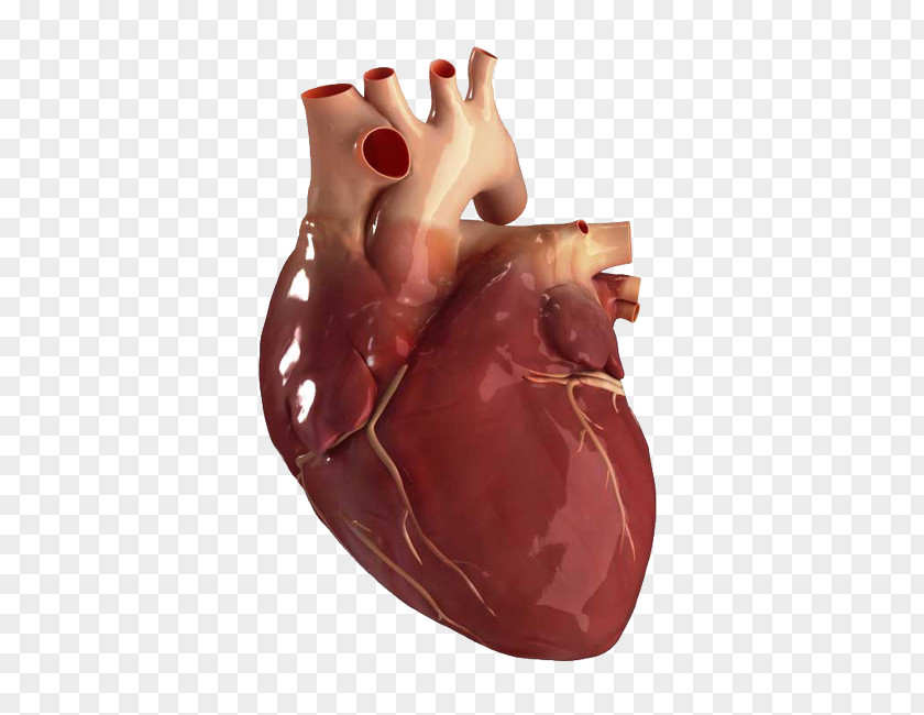 Heart Human Anatomy About Your Stock Photography PNG