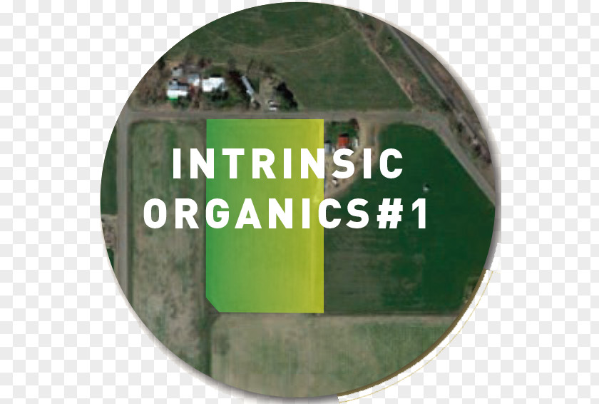 Look Forward To Crossword Clue Green Intrinsic Organics Brand Plot PNG