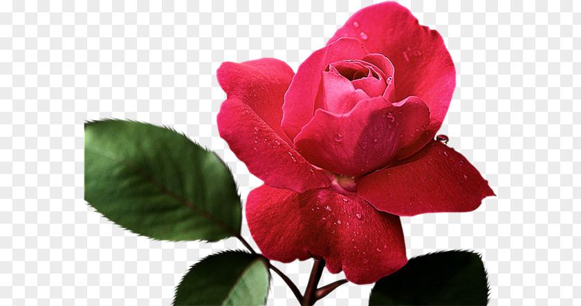 Rose Painting Red Pink Color PNG