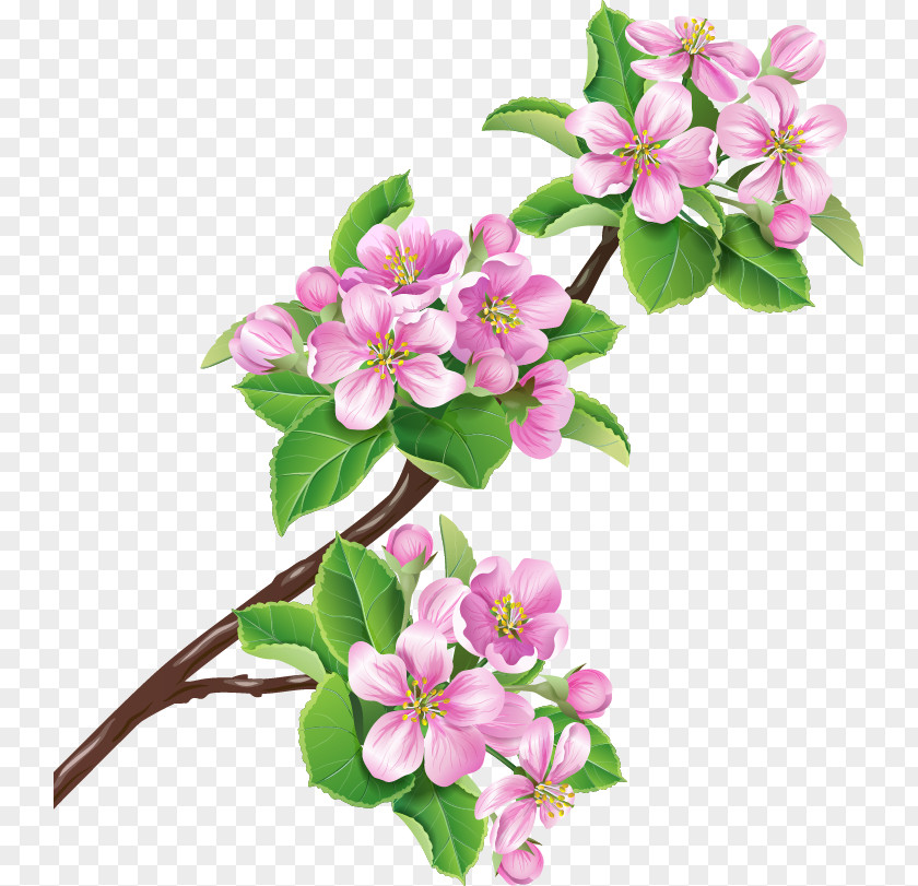 Cherry Blossoms Flower Branch Blossom Stock Illustration PNG