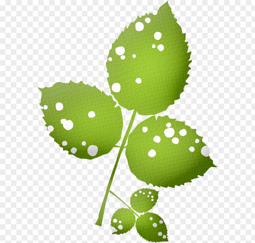 Feuille Leaf Plant Stem PNG