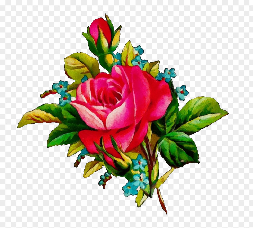 Floristry Hybrid Tea Rose Watercolor Flower Background PNG