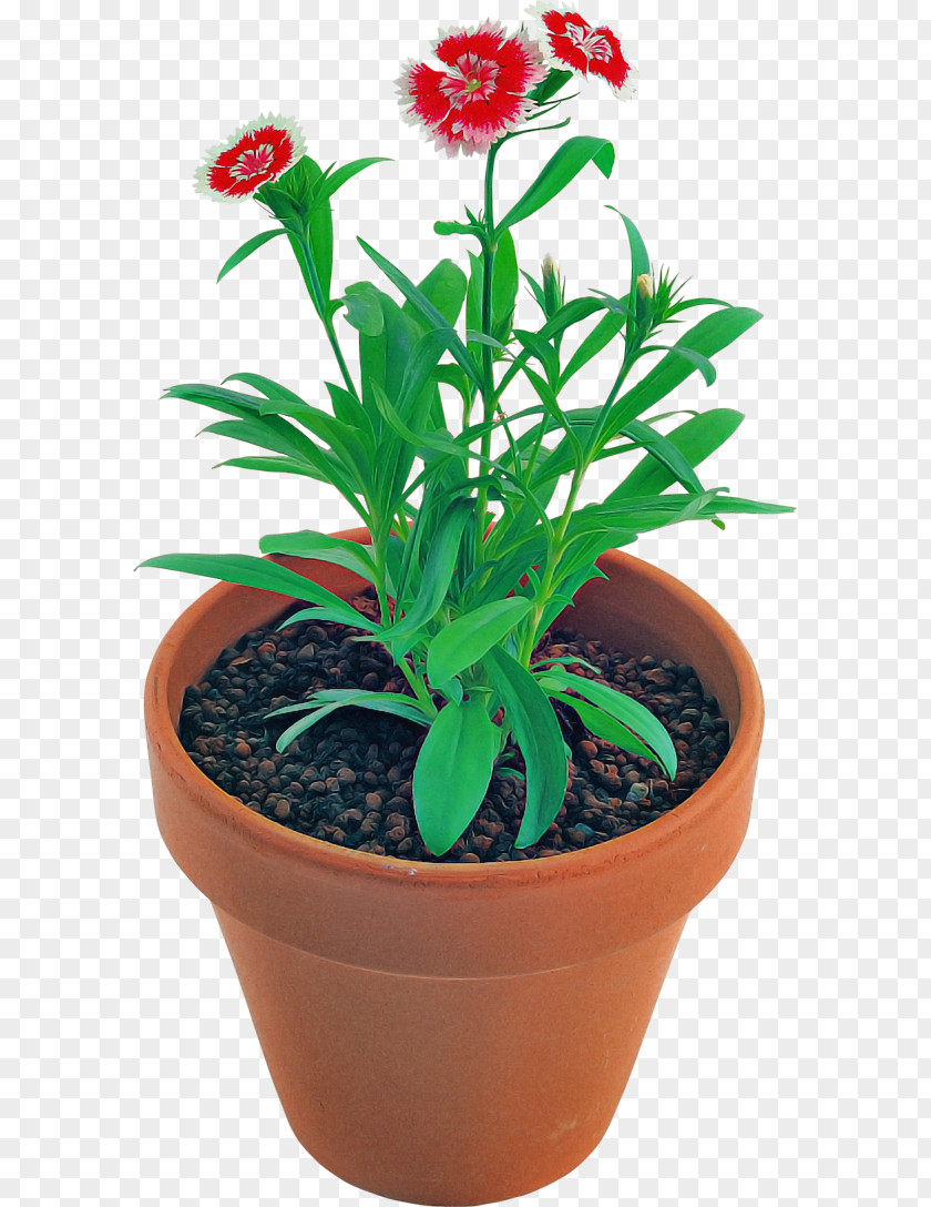 Flower Flowerpot Plant Houseplant Leaf PNG