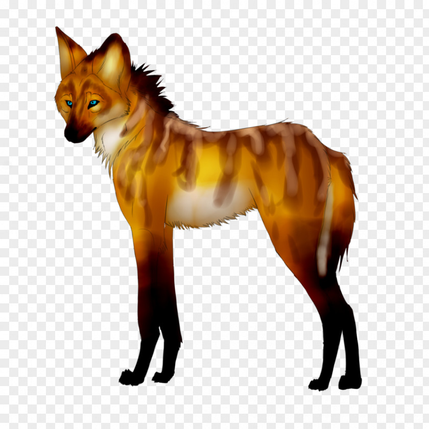 Maned Wolf Coloring Red Fox Fur Snout News PNG