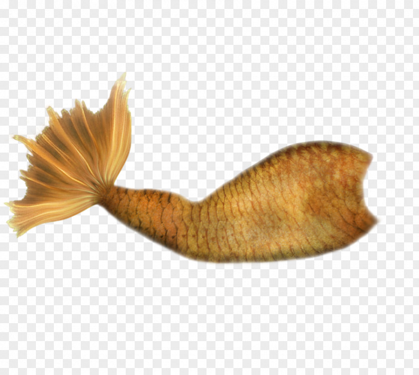 Mermaid Tail Clip Art PNG