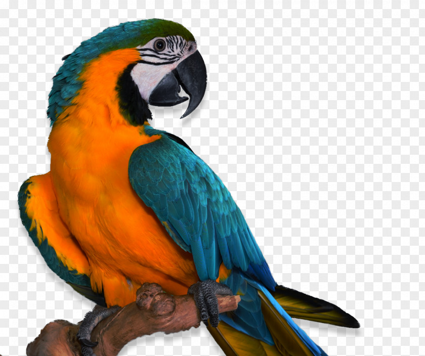 Parrot Parrots Bird Companion Pet Veterinarian PNG