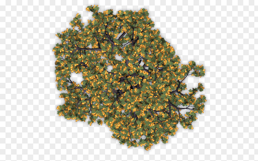 Tree Fruit Apple Apricot PNG