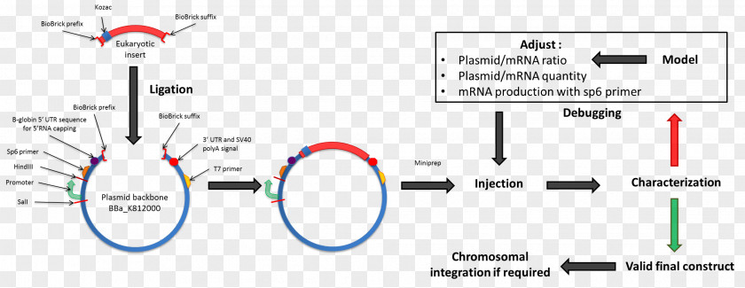 Develop International Genetically Engineered Machine Kozak Consensus Sequence Plasmid Nucleic Acid PNG