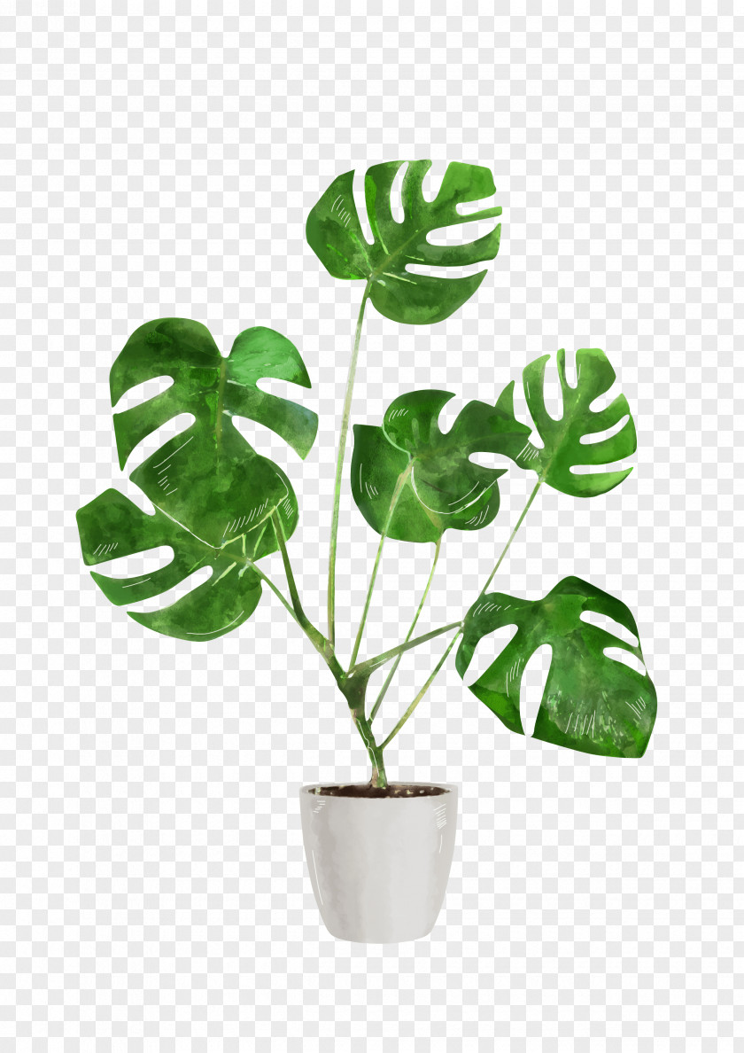 Flowering Plant Anthurium Leaf Flower Monstera Deliciosa Flowerpot PNG