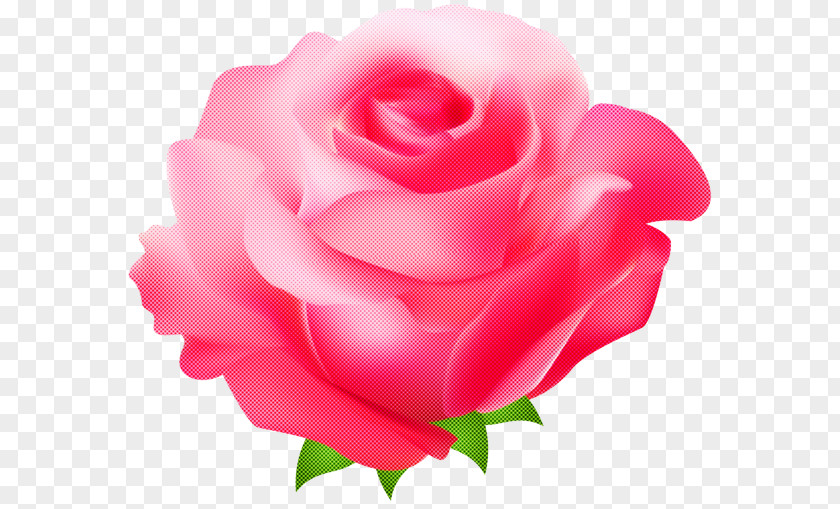 Garden Roses PNG