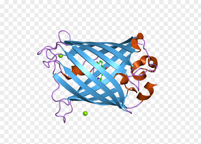 Light Jellyfish Green Fluorescent Protein Fluorescence PNG