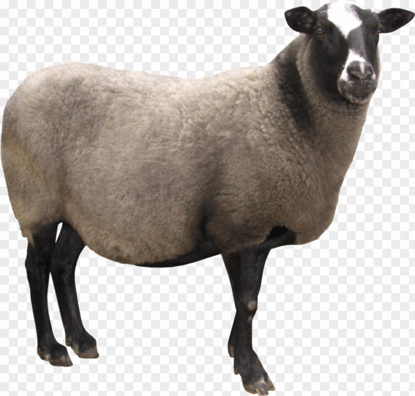 Sheep Taurine Cattle Ahuntz PNG