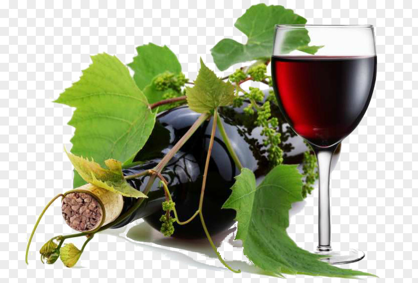 Wine Common Grape Vine Viticulture Propineb PNG