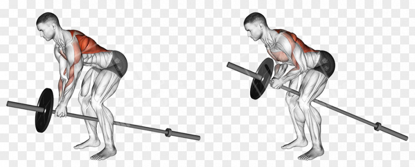 Abdominal Movement Bent-over Row Exercise Muscle Trapezius PNG