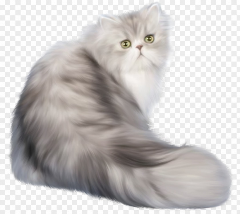 Cats PNG clipart PNG