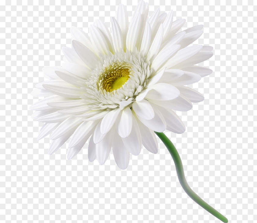 Chamomile Clip Art Psd PNG
