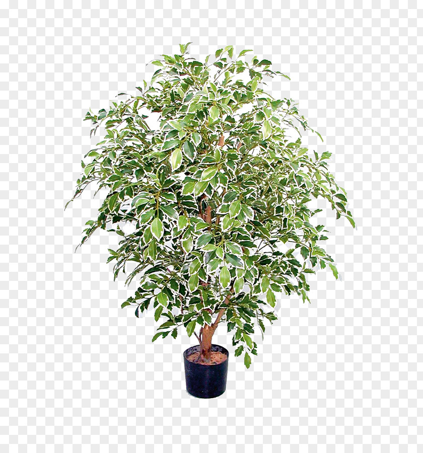 Ficus Interhydro AG, Luwasa Flowerpot Plants Chinese Sweet Plum Benjamina Panachiert PNG