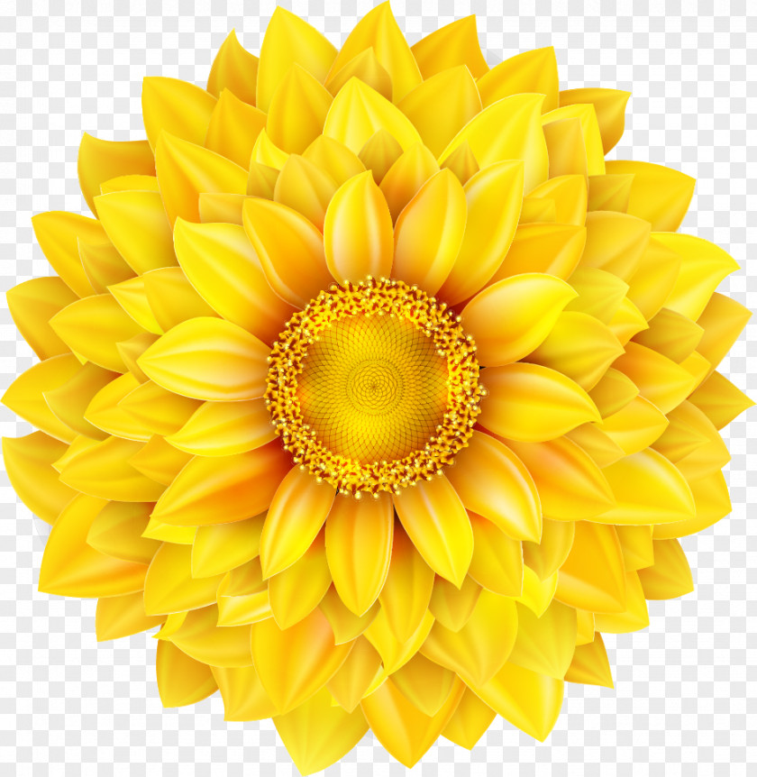 HD Vector Yellow Sunflowers Common Sunflower Euclidean Royalty-free Illustration PNG