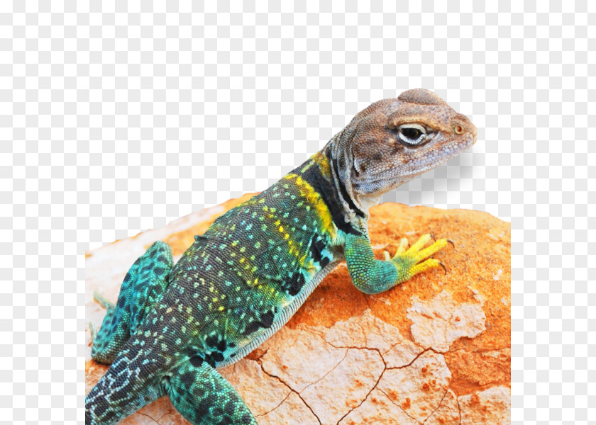 Lizard Reptile Agama Dactyloidae Veterinarian PNG