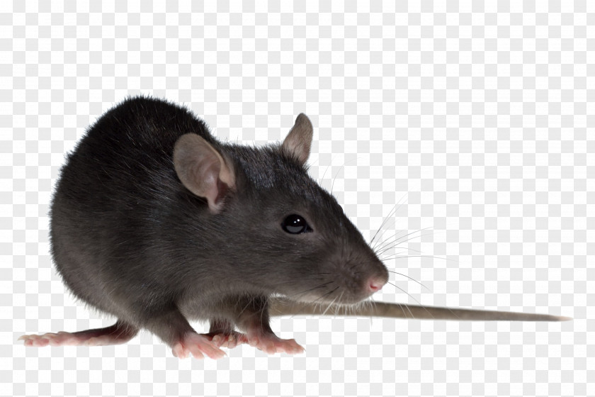 Mouse Brown Rat Gerbil Rodent Black PNG