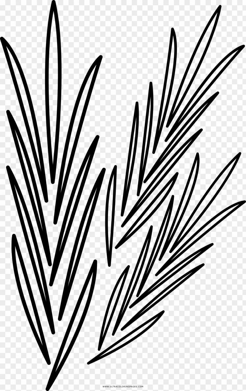 Painting Black And White Drawing Coloring Book Rosemary PNG
