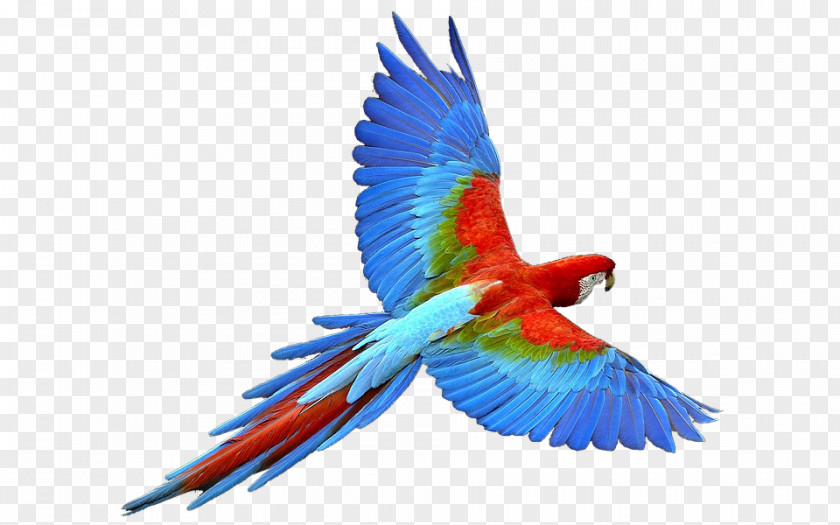 Parrot Fly: Budgerigar Bird PNG