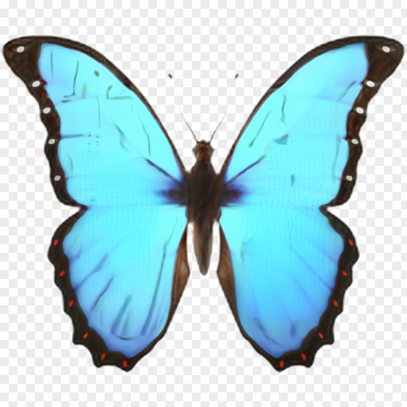Pieridae Moth Ios Emoji PNG