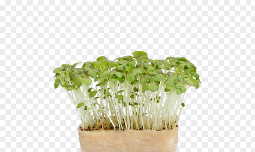 Salad Herb Daikon Garden Cress Mustard Plant PNG