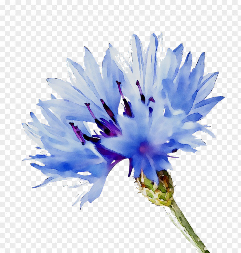 Blue Flower Clip Art Cornflower PNG
