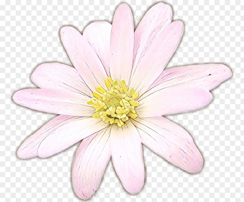 Herbaceous Plant Wildflower Flower Flowering Petal Pink PNG