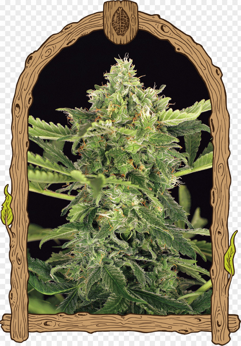 Skunk Autoflowering Cannabis Seed Bank PNG