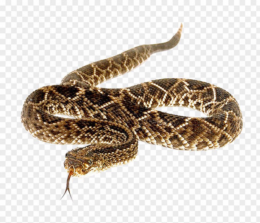 Snake Eastern Diamondback Rattlesnake PNG