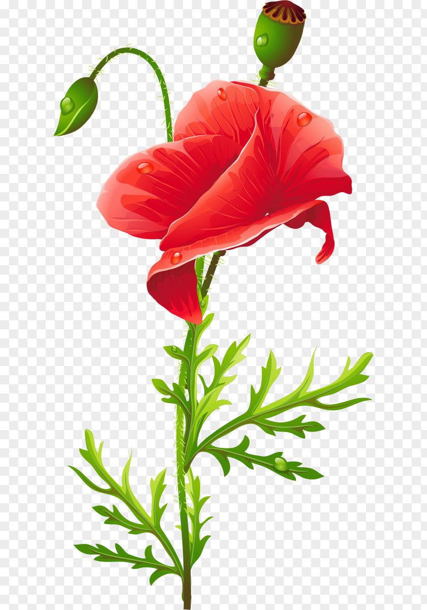 Flower Cut Flowers Common Poppy PNG