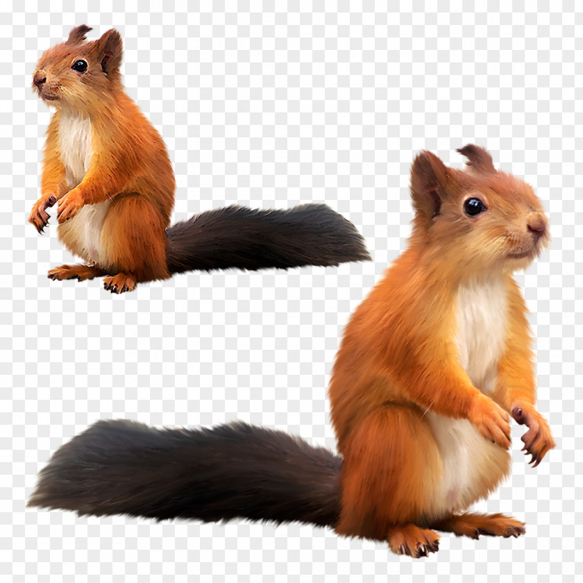 Links Tree Squirrel Clip Art PNG
