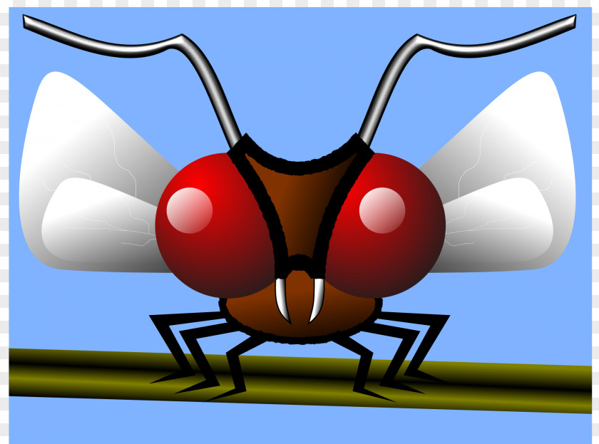 Mosquito Insect Gnat PNG
