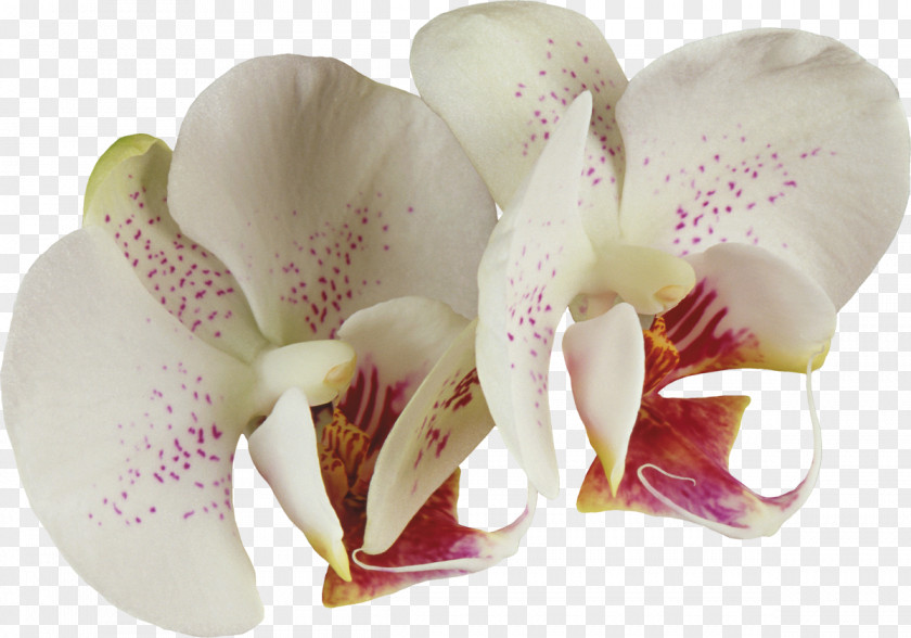 Orchid Cattleya Orchids Flower Rose PNG
