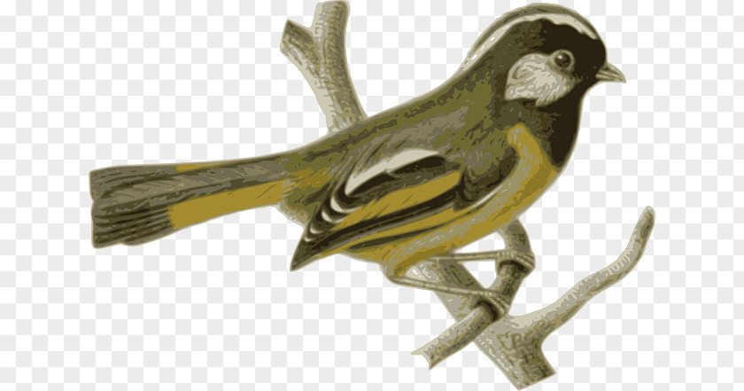 Yellow Feathers Bird Feather Beak PNG
