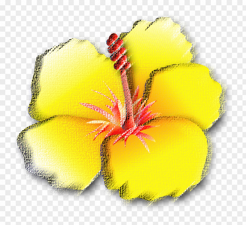 Yellow Highlight Rosemallows Herbaceous Plant PNG