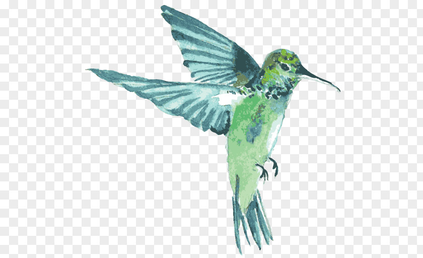Design Hummingbird Dribbble Web PNG