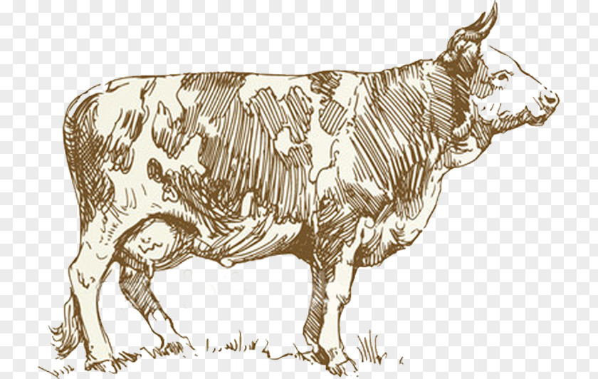 EntresseOthers Dairy Cattle Texas Longhorn Zebu Kotipizza Espoo PNG