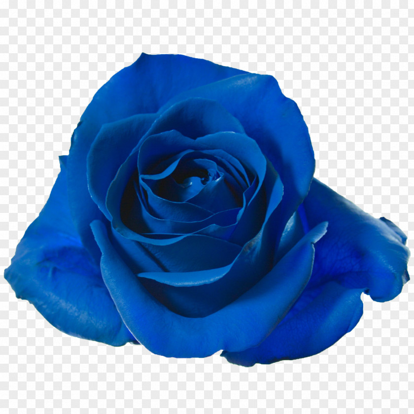 Killer Queen Garden Roses Blue Rose Cut Flowers Petal PNG