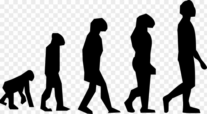 March Of Progress Homo Sapiens Human Evolution Clip Art PNG