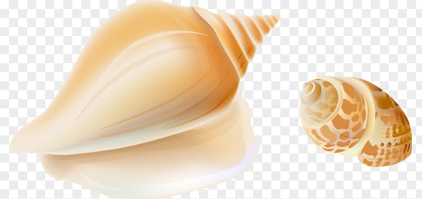 Seashell Cockle Sea Snail Conch Clip Art PNG