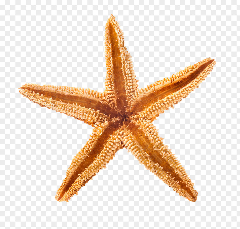 Starfish Playa De La Arena Beach Of Concha Seashell PNG