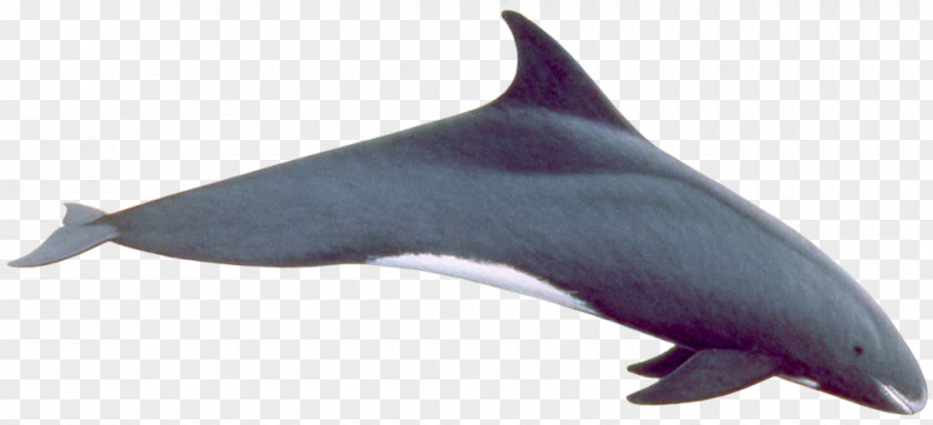 Whale Common Bottlenose Dolphin Tucuxi Rough-toothed Short-beaked White-beaked PNG