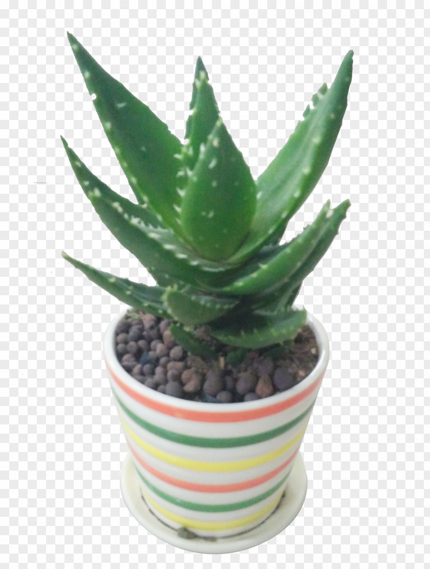 Aloe Potted Plants Vera Flowerpot Plant PNG