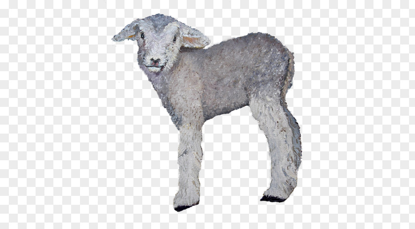 Baby Lamb Sheep Goat Cattle Fur Snout PNG