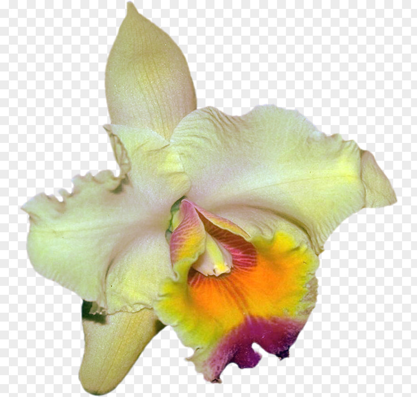 Beautiful Orchid Photo Frame Cattleya Orchids Moth Clip Art PNG